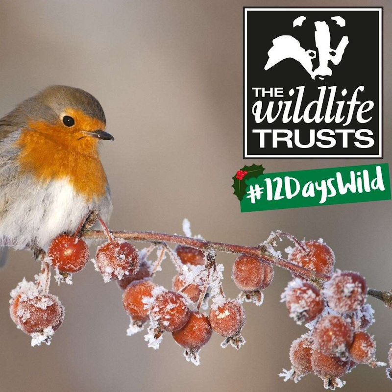 12 Days Wild Christmas, Anywhere you enjoy nature & wildlife | 12 Days Wild is the festive nature challenge from The Wildlife Trusts, encouraging you to do one wild thing a day in those days between Christmas & New Year - Winter wildlife is just waiting to be explored! | 12, days, christmas, wildlife, trusts, norfolk, coast, stargazing, stars, nature, countryside, coast