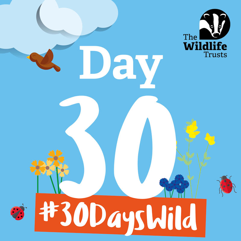 30 Days Wild, Anywhere you like to embrace nature! | 30 Days Wild is The Wildlife Trusts' annual nature challenge where they ask the nation to do one 'wild' thing a day every day throughout June. | wildlife, trust, 30, days, wild, activities, countryside, norfolk, 