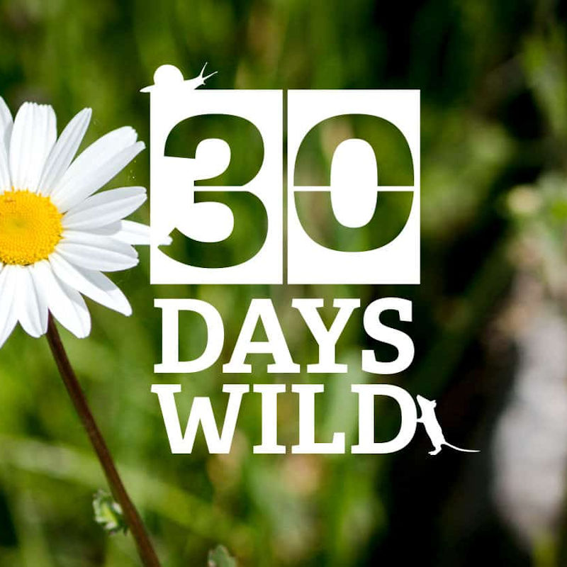 30 Days Wild, Anywhere you like to embrace nature! | 30 Days Wild is The Wildlife Trusts' annual nature challenge where they ask the nation to do one 'wild' thing a day every day throughout June. | wildlife, trust, 30, days, wild, activities, countryside, norfolk, 