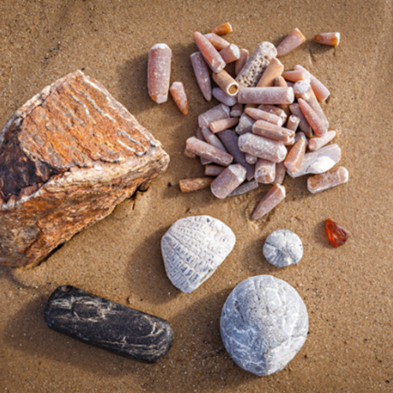 Fascinating Fossils, West Runton BeachWater LaneWest RuntonCromerNR27 9QP | You won't believe the creatures that used to call Norfolk home! | North Norfolk coast, wildlife, fossils, history, beach, flint, chalk, fossil-hunting, belemnites, West Runton Mammoth