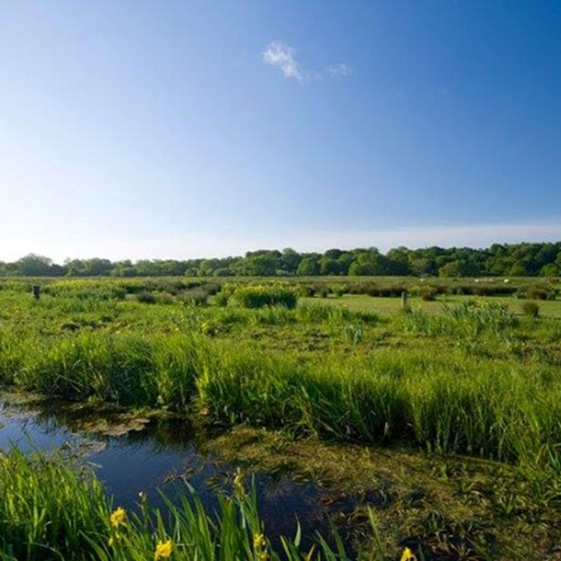 Thorpe Marshes Guided Walk, NWT Thorpe Marshes Nature Reserve, Whitlingham Lane, Norwich, Norfolk, NR7 0QA | Family event | Walk, nature, wildlife, bird watching, Norfolk Broads