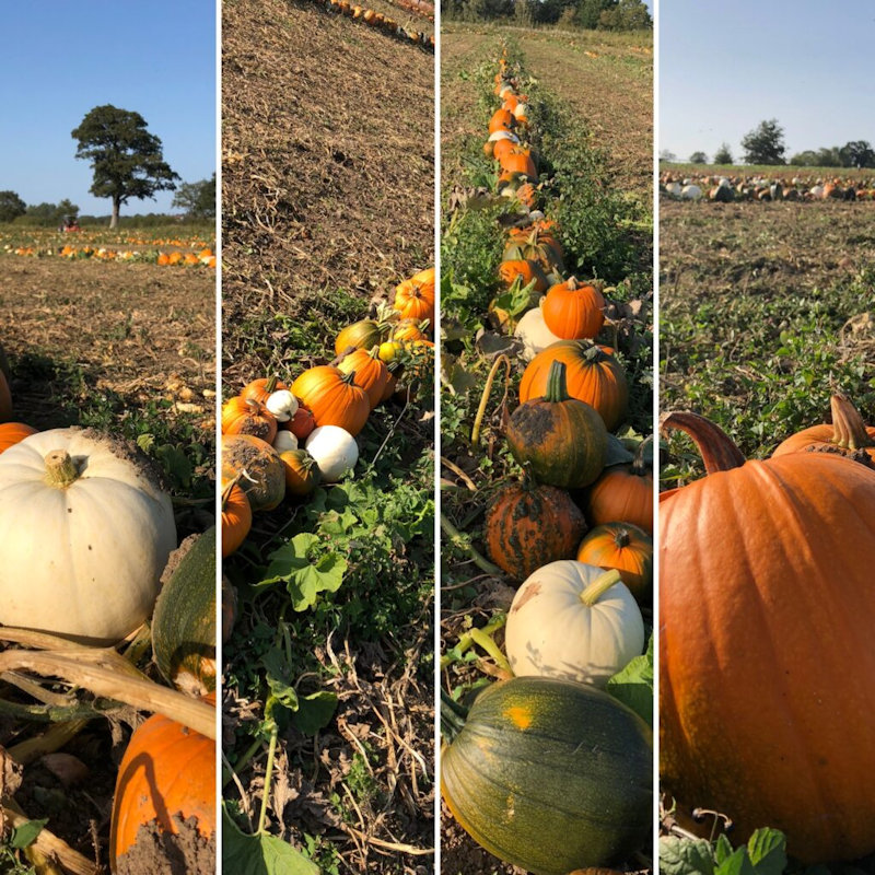 Pick Your Own Pumpkins, Algy's Farm Shop, Billingford Rd, Bintree, Norfolk, NR20 5PW | Pleased to say that the pumpkin crop is looking great at Algy's farmshop this year. It's the biggest ever. | pumpkin, norfolk, algys, farm, shop, billingford, bintree, pick, your, own