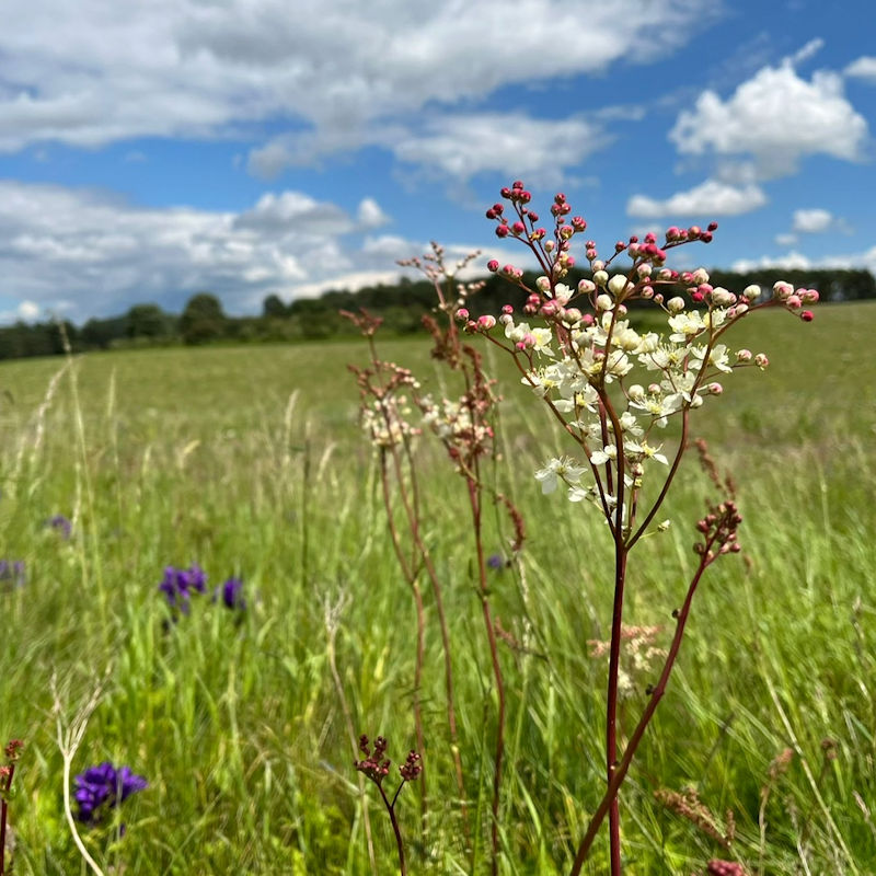 An Early Evening Talk by Oliver Birkbeck, St Andrew's Church Little Massingham, Church Lane, Little Massingham, Norfolk, PE32 2JT | The Friends of St Andrew's Church Little Massingham will be holding an early evening talk highlighting one of 25 new national landscapes recovery projects. | Massingham Landscapes Recovery Nature Network Wild East