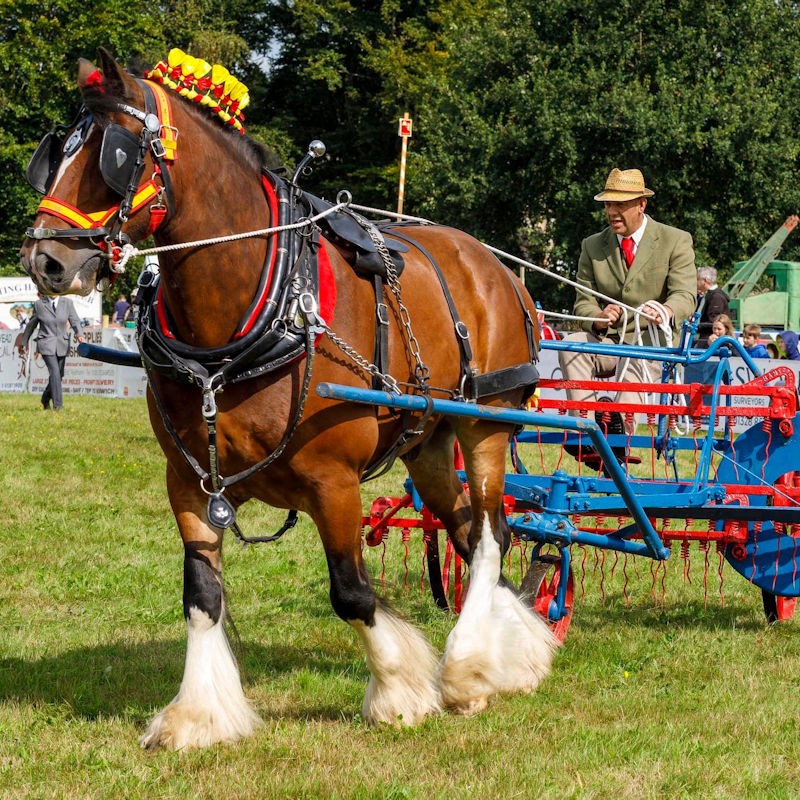 Aylsham Show, Blickling Hall, Blickling, Norfolk, NR11 6NF | Enjoy the family fun, entertainment, food, livestock and farming, and the trade and market lane stands for a great family day out. | aylsham, show, agriculture, national, trust, blickling, park, animals, livestock, competitions, local, producers, food, drink, farming, fun, norfolk, broadland, north