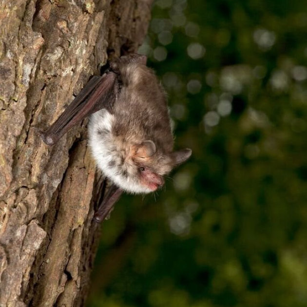 Bat Night, St Peters Church, Yaxham, Norfolk | A series of summer Bat Nights, with live, infra-red cameras. There may even be some captive bats to see up close! | bats, wildlife, family event, outdoors, animals, 
