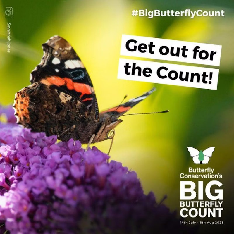 Big Butterfly Count, Anywhere you wish to count | The Big Butterfly Count is a UK-wide survey aimed at helping us assess the health of our environment simply by counting the amount and type of butterflies (and some day-flying moths) we see. | butterfly, count, wildlife, nature, environment