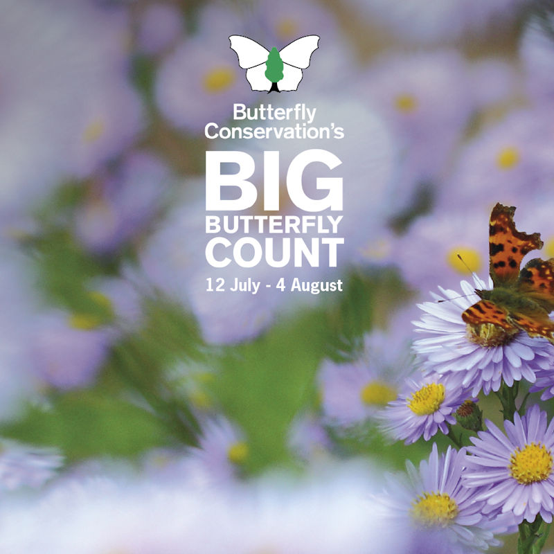 Big Butterfly Count, Where ever you like | A UK-wide survey aimed at helping us assess the health of our environment simply by counting the amount and type of butterflies (and some day-flying moths) we see. | butterly, butterflies, count, nationwide, conservation, nature