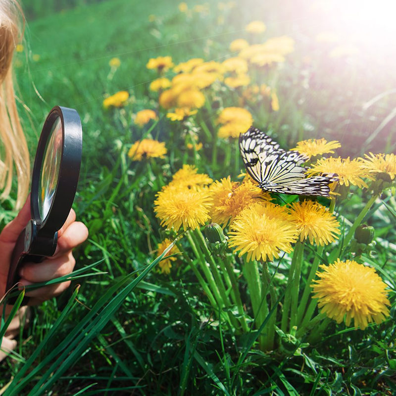 Big Butterfly Count, Where ever you like | A UK-wide survey aimed at helping us assess the health of our environment simply by counting the amount and type of butterflies (and some day-flying moths) we see. | butterly, butterflies, count, nationwide, conservation, nature