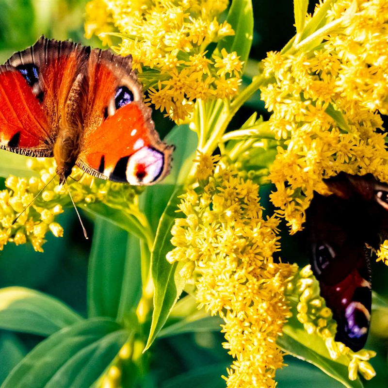 Big Butterfly Count, Where ever you like | A UK-wide survey aimed at helping us assess the health of our environment simply by counting the amount and type of butterflies (and some day-flying moths) we see. | butterly, butterflies, count, nationwide, conservation, nature