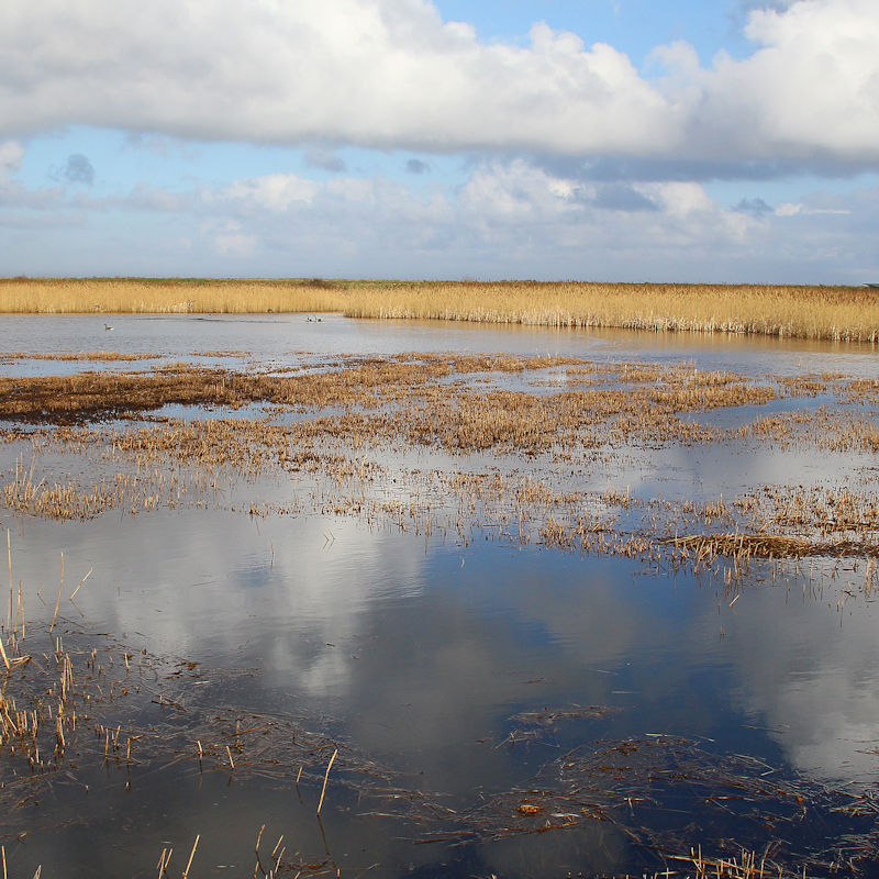 Birds of the Reedbed | May | RSPB Titchwell Marsh