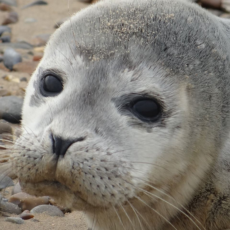 Blakeney Seal Trip & Guided Tour of Blakeney, Beans Boat Trips, Morston, NR25 7BH | A Blakeney Seal Trip with Beans Boat Trips and a Guided Tour of Blakeney Point by National Trust wardens. | Beans Boat Trips, Morston