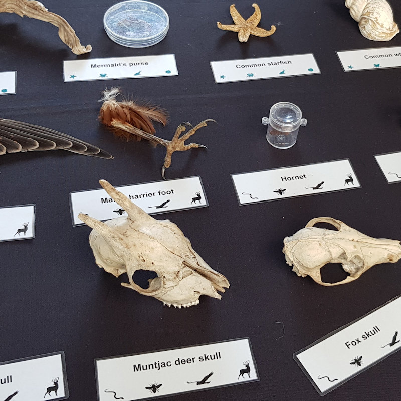 Bones and Body Bits, NWT Hickling BroadStubb RoadHicklingNR12 0BW | Look at our natural history items and learn how to tell the difference between a fox and badger skull  | Tracks and trails, owl pellets, wildlife, evidence, Norfolk Broads