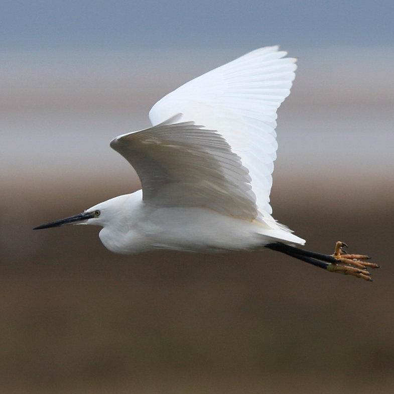 Burnham Overy Guided Walk, Meet at One Stop Nature Shop, Burnham Deepdale | High summer is the perfect time to enjoy the wildlife that abounds in Burnham's coastal saltmarshes and dunes. | walk, nature, wildlife, spring, flowers, birds, mammals