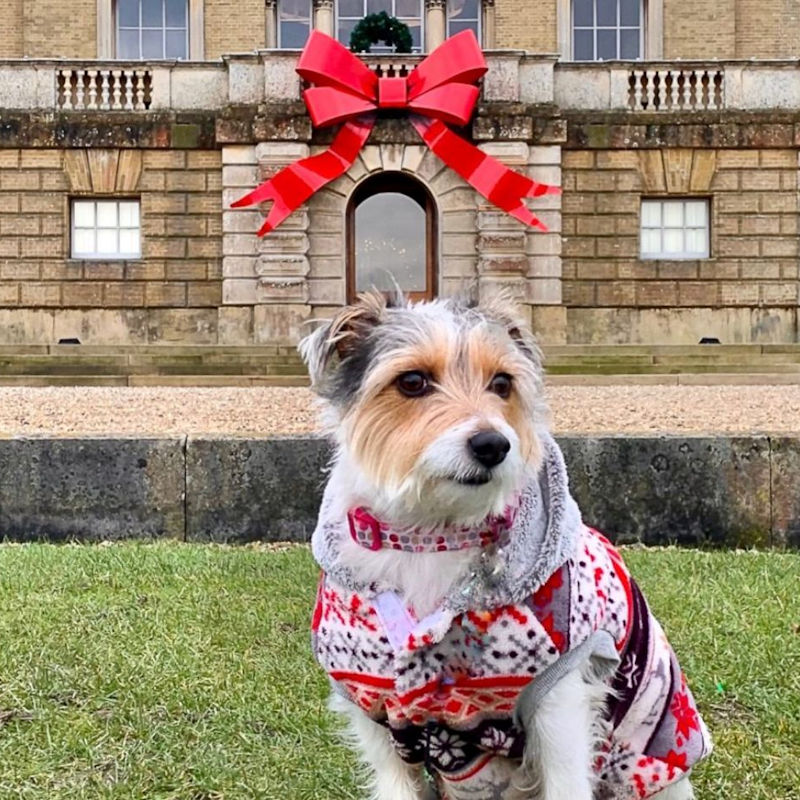 Canine Carols at Holkham | December | Holkham Park