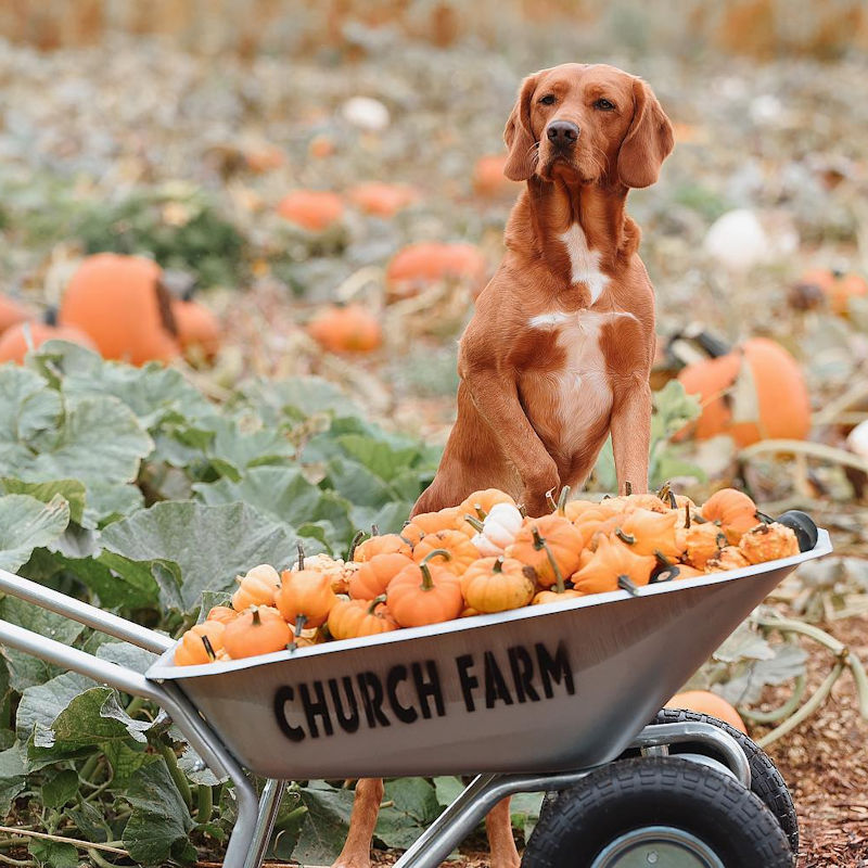 Church Farm's Pumpkin Patch, Church Farm, Ringstead Rd, Heacham, Norfolk, PE31 7JA | The pumpkins are looking amazing, so come and check them out! Over fifty different varieties, all grown on site and suitable for carving, cooking and decoration. | pumpkin, patch, pick, heacham, church, farm, norfolk, west