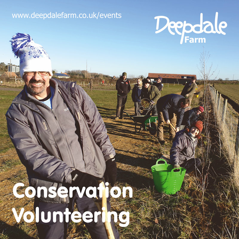 Deepdale Conservation Volunteering, Deepdale Farm, Burnham Deepdale, North Norfolk Coast, PE31 8DD | Join us on the farm. Spend time outdoors, get some exercise, meet people and make a difference for wildlife. | free, trees, conservation, planting, holt, north, norfolk