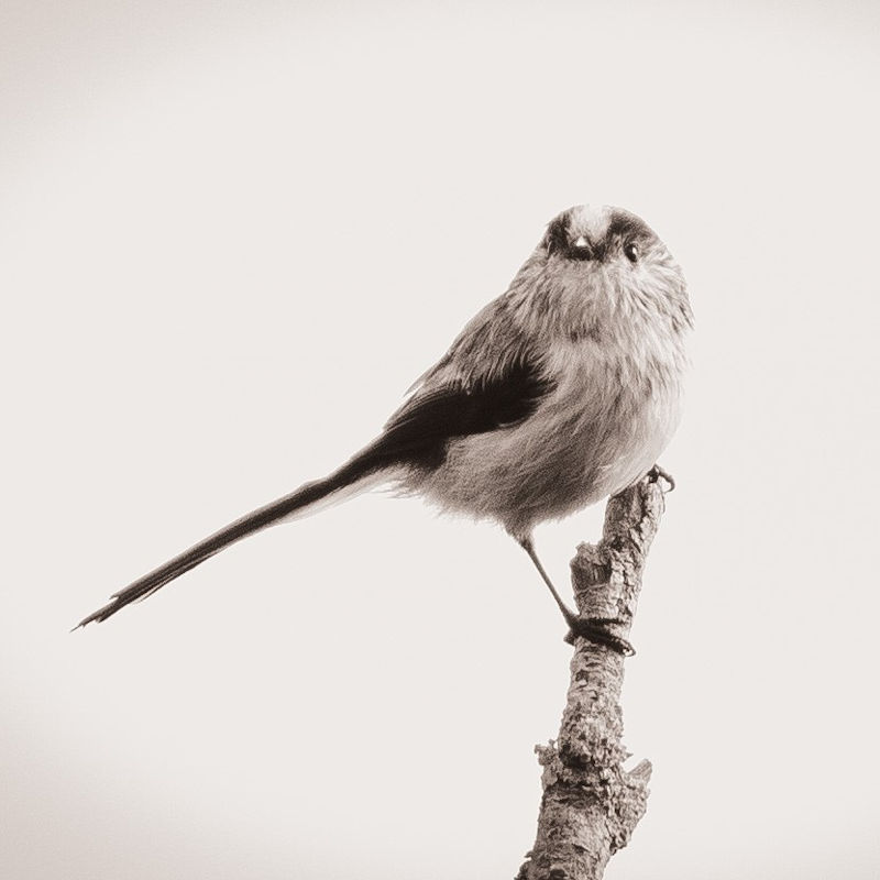 Emma Allard - Nature's Own Way - The Wildlife of East Anglia | March to April | Cley Marshes Visitor Centre