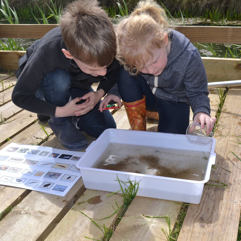 Family Event- Pond Dipping, NWT Cley Marshes NR25 7SA | Join us at our custom-built platform and learn about the wonderful wildlife that can be found in ponds and dykes | Nature, family, marine life
