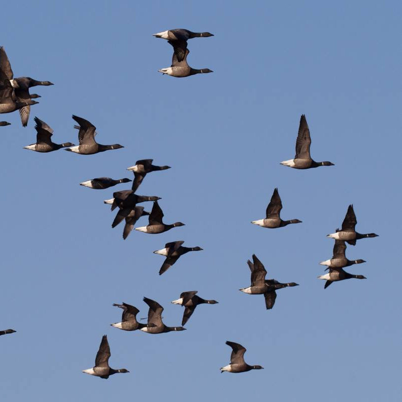 Flights of Geese, Look Up!  All along the north Norfolk coast | Many thousands of geese visit the north Norfolk coast during the Winter months. | outdoor, walking, wildlife, geese, north norfolk coast, bird watching, birding