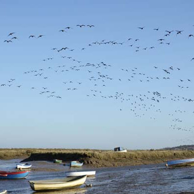 Flights of Geese, Look Up!  All along the north Norfolk coast | Many thousands of geese visit the north Norfolk coast during the Winter months. | outdoor, walking, wildlife, geese, north norfolk coast, bird watching, birding