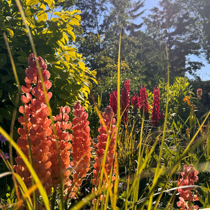 Foulsham Open Gardens & Craft Fair, New Frost Hall, Claypit Road, Foulsham, Norfolk, NR20 5RW | A day out exploring the gardens of Foulsham and an opportunity to support Norfolk Crafts | Open Gardens, Craft 