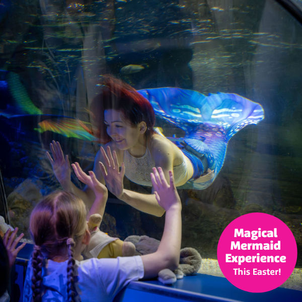 Magical Mermaid Evenings at SEA LIFE Hunstanton, SEA LIFE Hunstanton, Seagate Road, Hunstanton, Norfolk, PE36 5BH | Come and explore the full aquarium at these limited, intimate evening sessions and you’ll also get a rare chance to marvel at the real-life mermaids as they join our blacktip sharks in our ocean tank for a magical time! | magical, evening, mermaid, sealife, hunstanton
