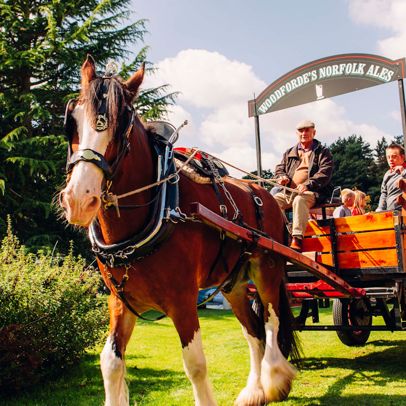 North Norfolk Food & Drink Festival, Walled Garden, Holkham Hall, North Norfolk Coast | Featuring an ever-growing team of local food and drink producers who grow, rear, produce, supply and sell food in North Norfolk. | holkham, food, drink, festival, north, norfolk, coast, garden