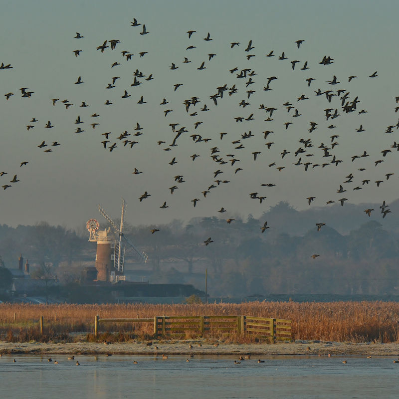 NWT Cley - Walking on the Edge of Norfolk | March | Cley Marshes