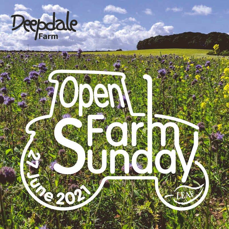 Open Farm Sunday, Deepdale Farm, Burnham Deepdale, Norfolk, PE31 8DD | Come and join us at Deepdale Farm on Sunday 27th June for Open Farm Sunday. You are welcome to visit us for the morning or afternoon, to learn about the farm, meet the team, meet some of our partners, and join us for a walk around parts ... | farm, walk, deepdale, burnham, north norfolk coast, conservation, organic, crops, hedges, stewardship schemes, wildlife, regenerative farming, agroecology, woodland, amazing views, open, sunday