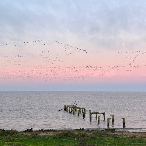 Pink-footed Geese Sunrise Walk, RSPB Snettisham Nature Reserve, Beach Road, Snettisham , Norfolk, PE31 7RA | Experience the breathtaking sight of families of geese flying in unison across a pink morning sky | Winter spectacle, nature's wonder, sunrise walk, breakfast