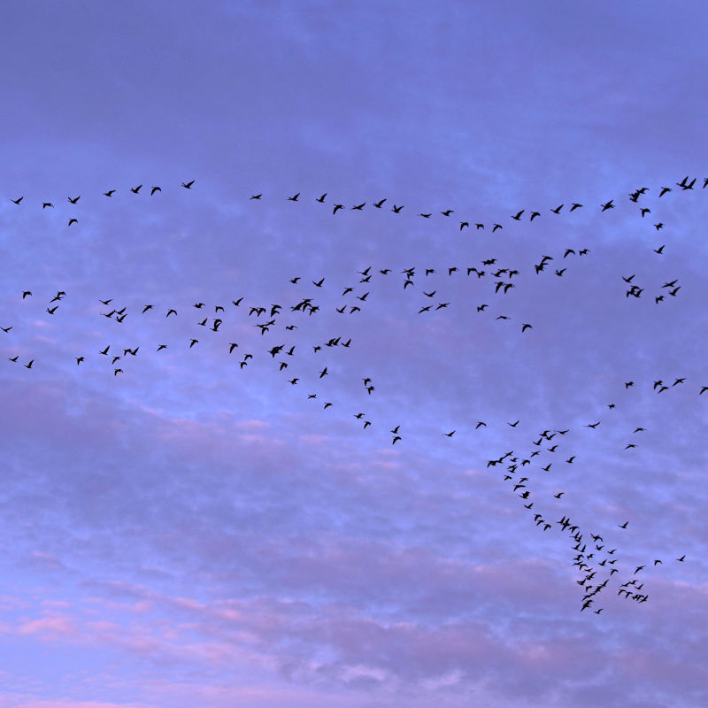 Pink-footed Geese Sunrise Walk, RSPB Snettisham Nature Reserve, Beach Road, Snettisham , Norfolk, PE31 7RA | Experience the breathtaking sight of families of geese flying in unison across a pink morning sky | Winter spectacle, nature's wonder, sunrise walk, breakfast