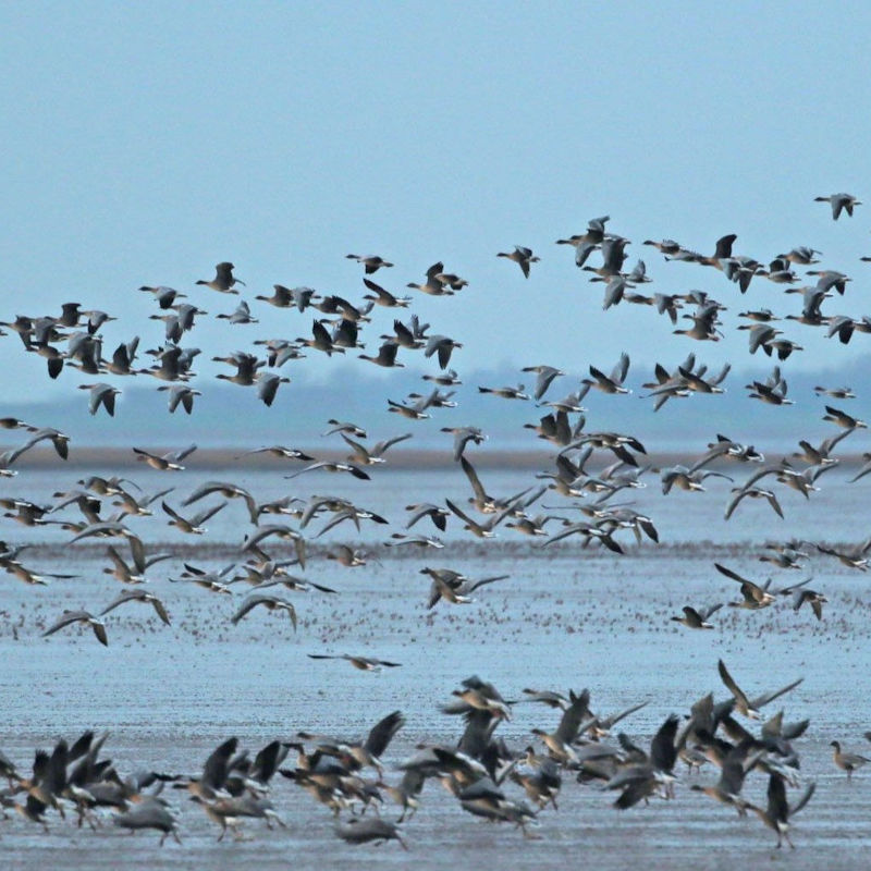 Pink-footed Geese Sunrise Walk, RSPB Snettisham Nature Reserve, Beach Road, Snettisham , Norfolk, PE31 7RA | Experience the breathtaking sight of families of geese flying in unison across a pink morning sky | Winter spectacle, nature's wonder, sunrise walk, breakfast