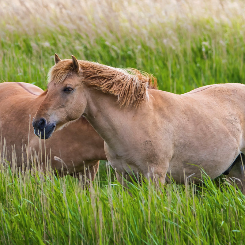 NWT Children's Wildlife Watch - Pony Checks, NWT Hickling BroadStubb RoadHicklingNR12 0BW | The ponies help the wardens manage many of our reserves.  | Nature, wildlife, ponies, grazing, habitat management, Norfolk Broads