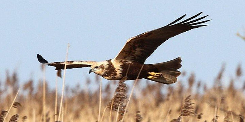 NWT Children's Wildlife Watch - Raptor Roost, NWT Hickling BroadStubb RoadHicklingNR12 0BW | Learn the difference between the raptors; their different behaviours, how to identify them and their life cycle.   | Raptor, bird watching, nature, wildlife, Norfolk Broads