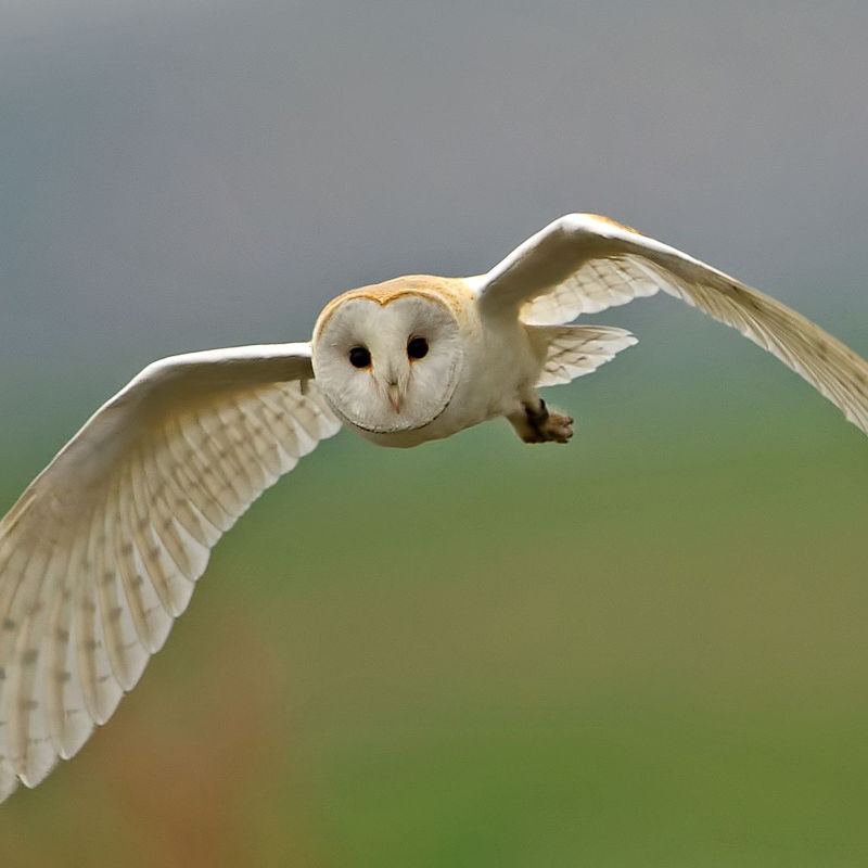 Roosts at Dusk - A Guided Walk | November | RSPB Titchwell Marsh