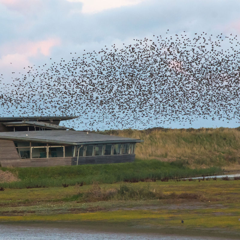 Roosts at Dusk - A Guided Walk | November | RSPB Titchwell Marsh