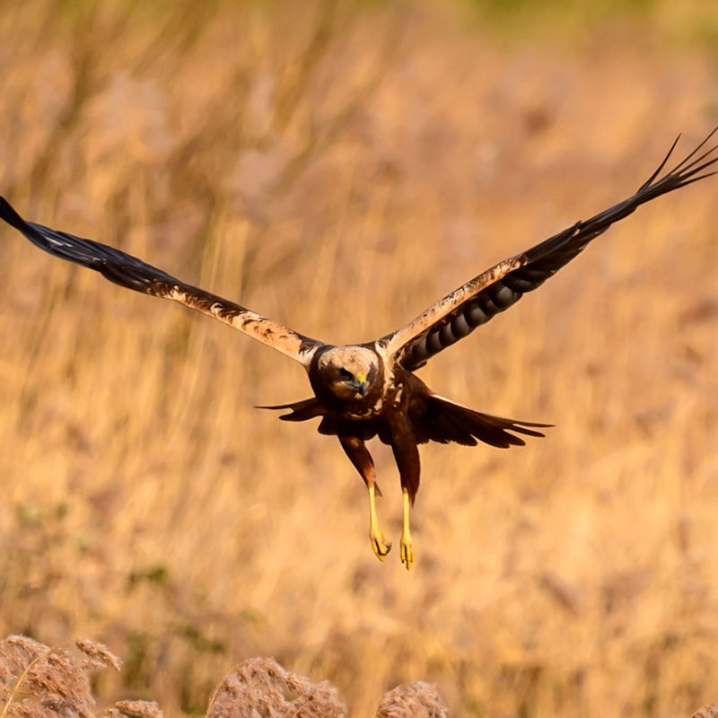 Roosts at Dusk - A Guided Walk, RSPB Titchwell Marsh, Main Road, Titchwell, Norfolk, PE31 8BB | You're invited to join us for one of our favourite Autumn wildlife watching events | Evening roost, starlings, raptors, owls