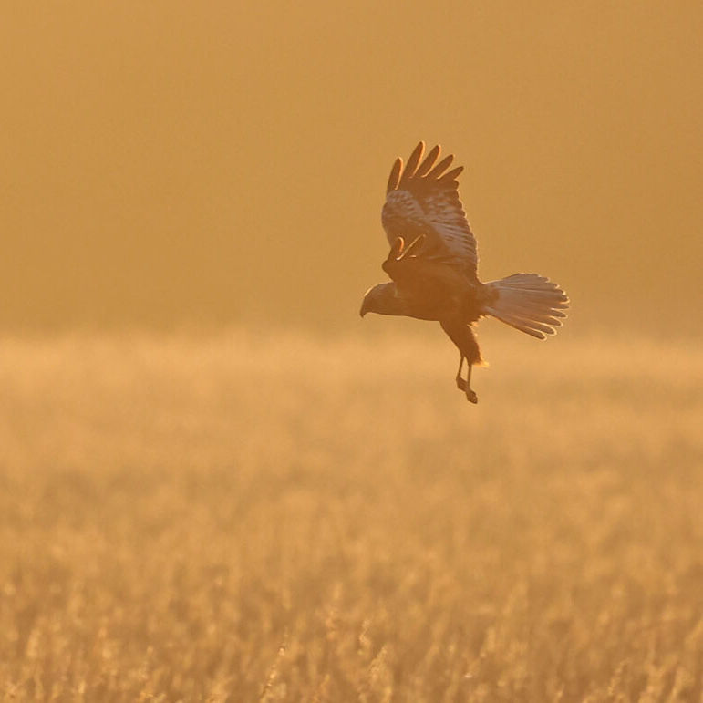 Roosts at Dusk - A Guided Walk, RSPB Titchwell Marsh, Main Road, Titchwell, Norfolk, PE31 8BB | You're invited to join us for one of our favourite Autumn wildlife watching events | Evening roost, starlings, raptors, owls