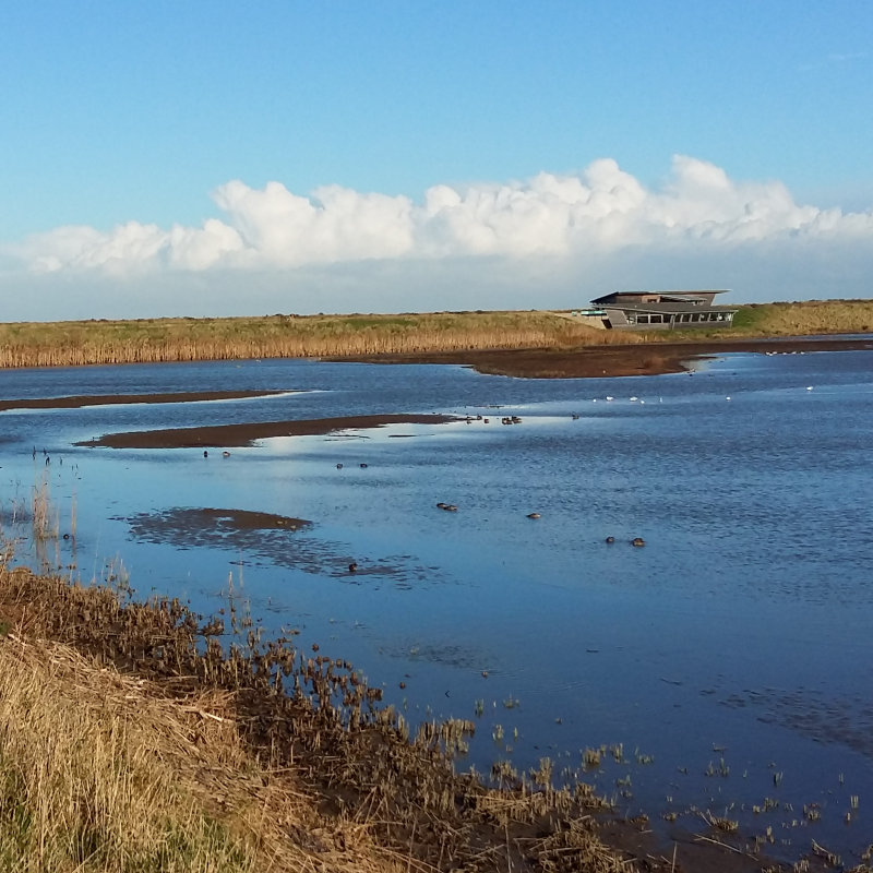 Beginners Birding, Titchwell Marsh | An informal walk aimed for beginners, designed to help you understand the basics. | Rspb, Titchwell Marsh, Guided walk, guided, walk, Beginners, birds, birdwatching, nature, conservation, wildlife, informal