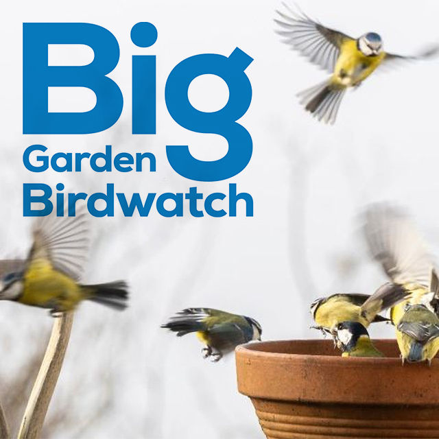 Big Garden Birdwatch, Your garden or through a window of your house | Big Garden Birdwatch is fun, free and for everyone. And you don't need a garden to take part! Counting birds from your balcony, your local park or your campsite pitch will play a vital role in helping the RSPB understand how UK birds are doing. | rspb, bird, watching, wildlife, garden