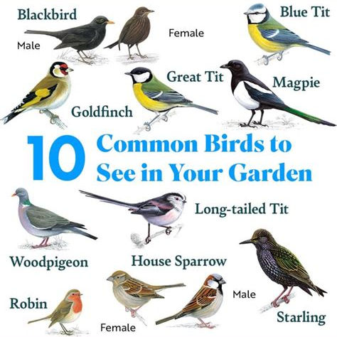 Big Garden Birdwatch, Your garden or through a window of your house | Big Garden Birdwatch is fun, free and for everyone. And you don't need a garden to take part! Counting birds from your balcony, your local park or your campsite pitch will play a vital role in helping the RSPB understand how UK birds are doing. | rspb, bird, watching, wildlife, garden