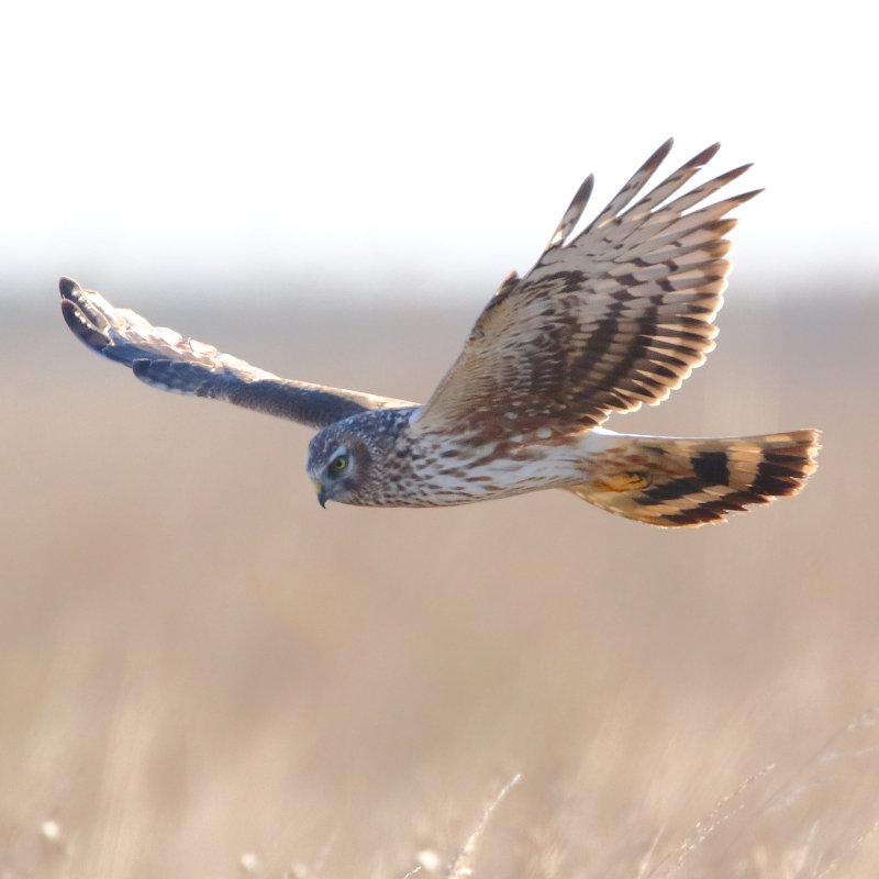 Harrier Watch, Titchwell Marsh | Watch up to 40 Marsh Harriers in the air all at once, come back to Titchwell Marsh to roost for the night. | RSPB, Titchwell, Marsh, Titchwell Marsh, Marsh Harrier, Bird watching, Dusk, Conservation, Nature, Wildlife
