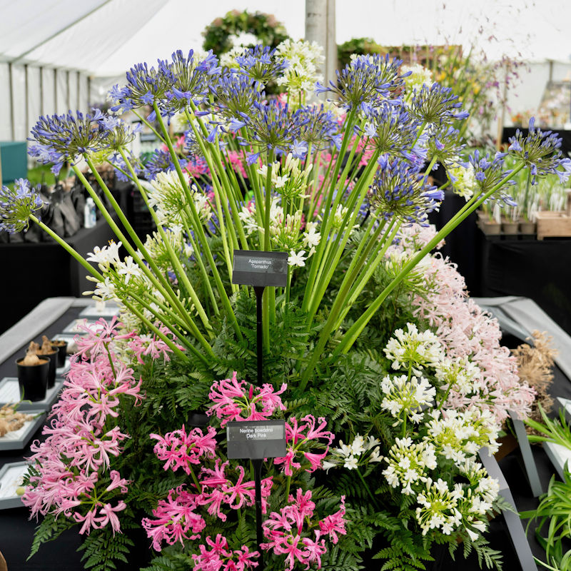 Sandringham Flower Show, Sandringham, Norfolk, PE35 6EN | Discover the beauty and charm of the Sandringham Flower Show, an esteemed horticultural event held annually on the grounds of the Sandringham Estate. | sandringham, flower, show, july, west, norfolk, displays, entertainment