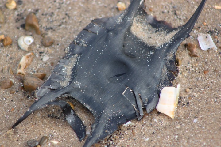 Searching for Sharks, NWT Holme Dunes, Broadwater Lane, Holme, North Norfolk Coast, PE36 6LQ | Meet us at NWT Holme Dunes as we search for sharks' egg cases, more commonly known as mermaid purses.  | norfolk, north, coast, wildlife, trust