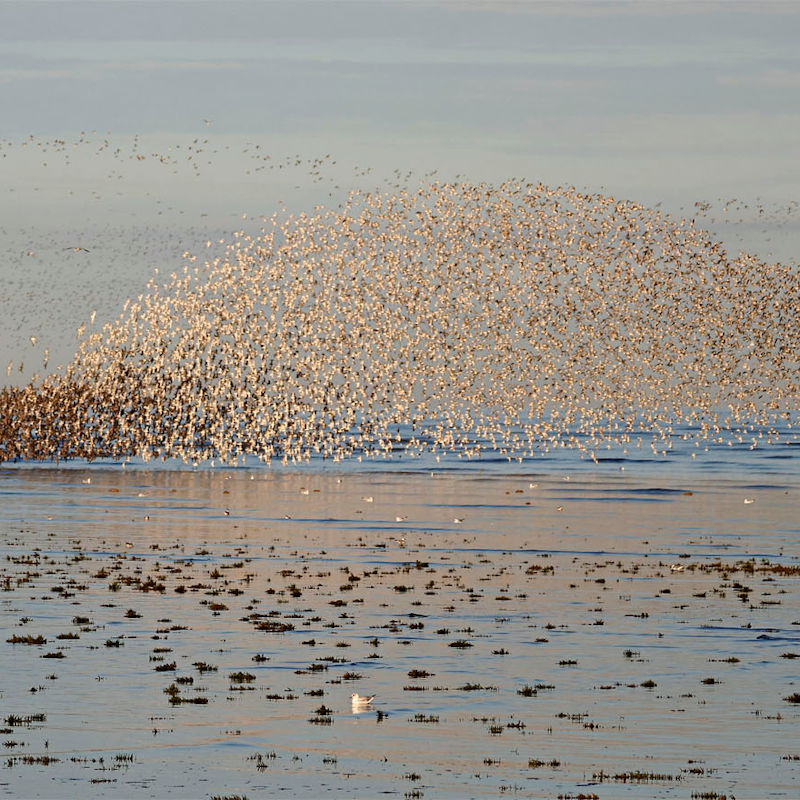 Snettisham and Titchwell Marsh Birding Safari  | April | RSPB Titchwell Marsh