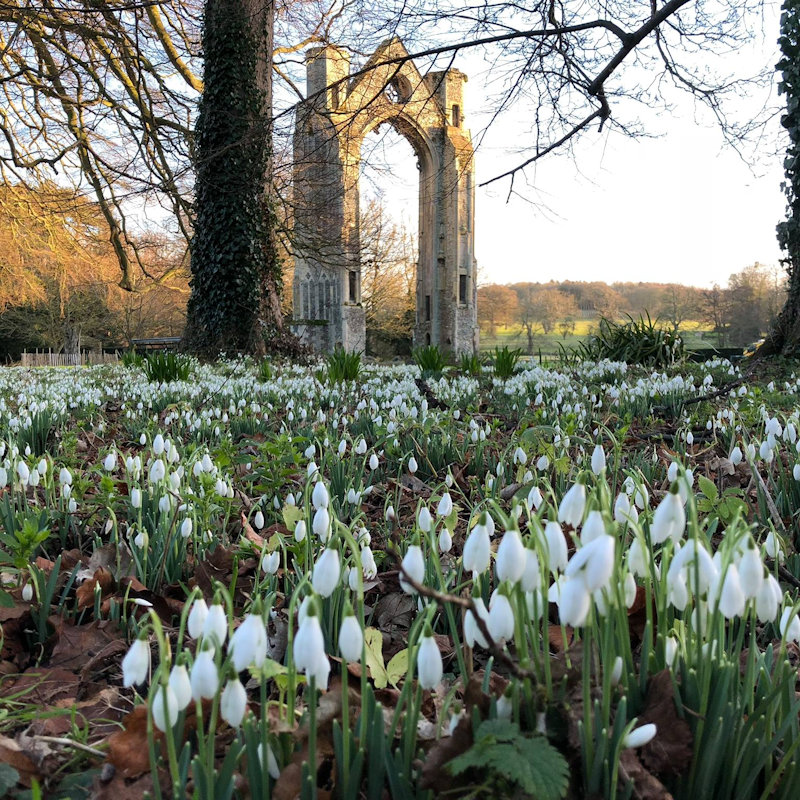 Snowdrop Walks, Walsingham Abbey & The Shirehall Museum, Common Place, Little Walsingham, Norfolk, NR22 6BP | Walsingham Abbey's beautiful snowdrop walks will be open again from late January 2019. Come and explore 18 acres of woodland and river walks carpeted with naturalised snowdrops. | snowdrop, walks, walsingham, abbey, norfolk, restored, gardens