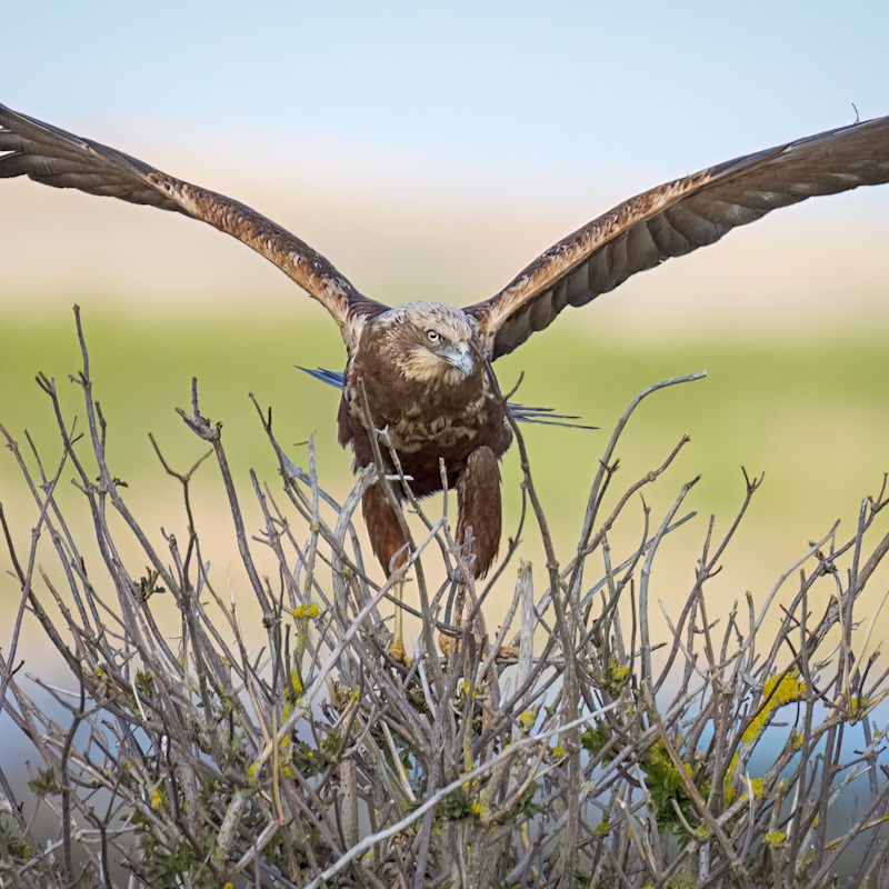 Sunrise Harrier Watch | January | RSPB Titchwell Marsh