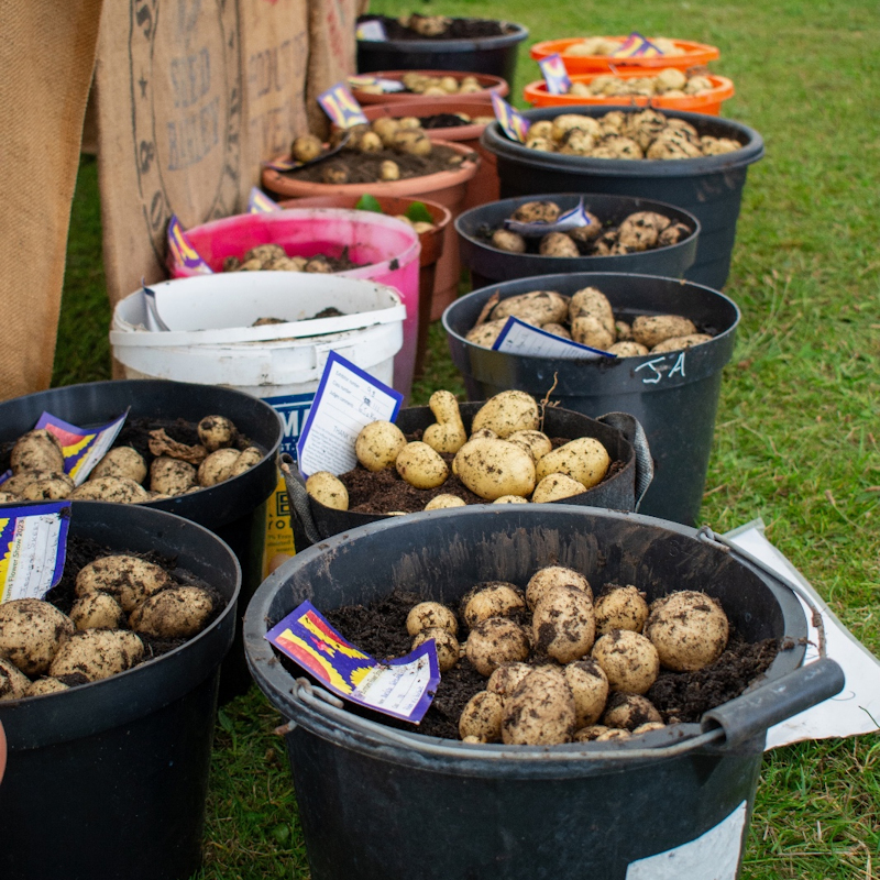 The Burnhams Flower Show Fete & Carnival, Burnham Market Playing Field, Station Road, Burnham Market, Norfolk, PE31 8HA | A time to immerse yourself in a day of summertime fun and excitement at the Burnhams Flower Show Fete & Carnival! | burnhams, flower, show, fete, carnival