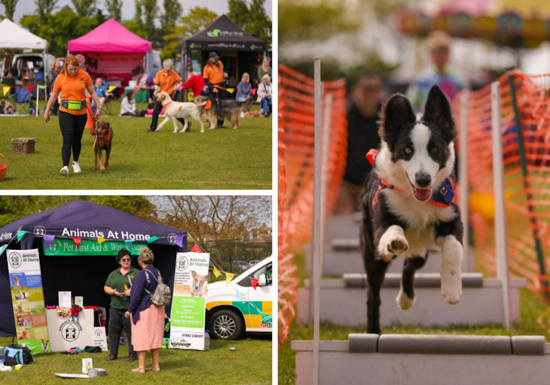 The Hunstanton Fun Dog Show , Glebe House School, Cromer Road, Hunstanton, Norfolk, PE36 6HW | Fun Dog Show  | Fun Dog Show 