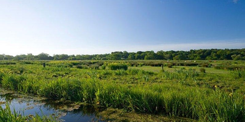 Thorpe Marshes Guided Walk, NWT Thorpe Marshes Nature ReserveWhitlingham LaneNorwichNR7 0QA | Explore NWT Thorpe Marshes, in the Norfolk Broads, yet on the edge of Norwich in Thorpe St Andrew.  | Walk, nature, wildlife, bird watching, Norfolk Broads
